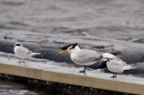 Forsters, Royal, Sandwich Terns