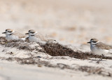 Snowy Plovers