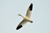 Snow Geese