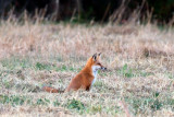 Red Fox