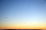 Snow Geese taking off at dawn