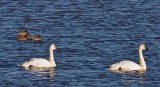 Tundra Swans