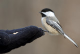 Black-Capped Chickadee