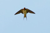 Barn Swallow, Spectacle Island, MA.jpg