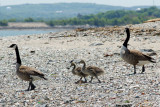 Canada Goose Family, Spectacle Island SE shore.jpg
