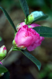 Camelia