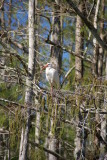 Corkscrew Swamp Sanctuary