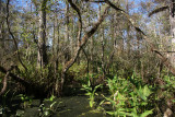 Corkscrew Swamp Sanctuary