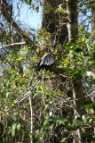 Corkscrew Swamp Sanctuary