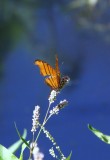 Corkscrew Swamp Sanctuary