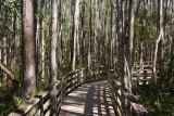 Corkscrew Swamp Sanctuary