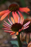 Cone Flower