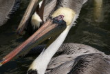 Naples, Florida