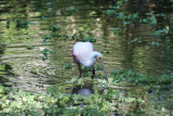 Corkscrew Swamp Sanctuary