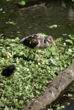 Corkscrew Swamp Sanctuary