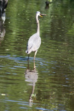 Corkscrew Swamp Sanctuary