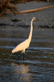 Naples, Florida
