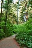 Jedediah Smith  Redwoods State Park