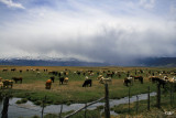 Bridgeport, CA  Cattle Ranch