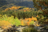 Aspens along Rock Creek  Eastern Sierras