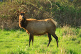 January 11 Elk