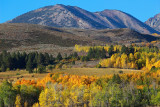 Aspens and Dunderberg Peak