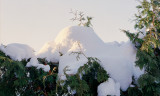 Snow Capped Hedge