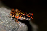 Rana picturata