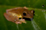 Rhacophosus pardalis