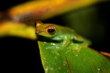 Rhacophorus dulitensis