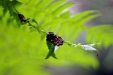 Something on a Fern