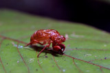 Exuvial of a Cicada