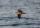 3. Flesh-footed Shearwater - Puffinus carneipes