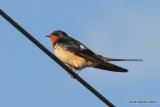 Barn Swallow, Toad River, BC, 7-1-12, Ja_12949.jpg