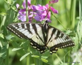 Canadian Tiger Swallowtail, S. Ft Nelson, BC, 7-1-12, Ja_12782.jpg