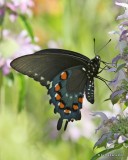 Pipevine Swallowtail, Chickasaw National Rec. Area, Sulphur, OK, 5-31-12, Ja_5059.jpg