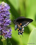 Pipevine Swallowtail, Oxley Nature Center, Tulsa Co, OK, 8-13-12, Ja_6700.jpg
