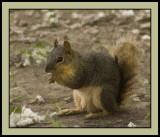 Squirrel Version 2