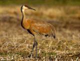 Crawford County Sandhill Crane