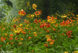 Turks Cap Overload