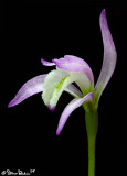 Three Birds Orchid
