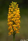 Yellow Fringeless Orchid