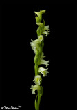 Case's Ladies Tresses