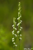 Pair of Cases Ladies Tresses