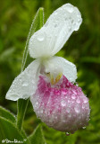 Soaked Showy Lady Slipper