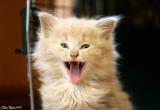 Kitten Yawn.jpg