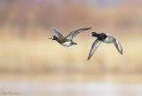 Scaup Couple in Flight