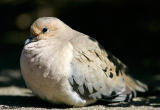 Mourning Dove