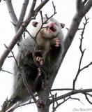 Possum in a Tree 2