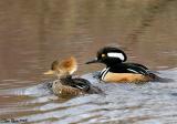 Hooded Mergansers